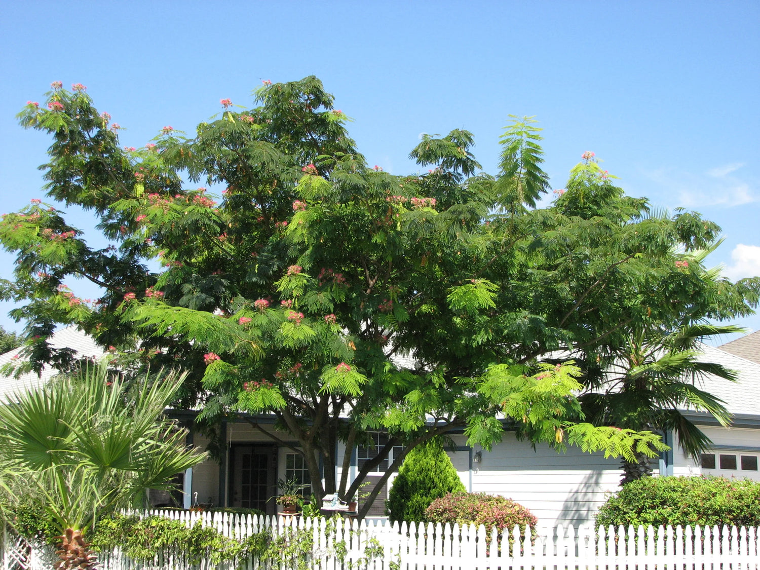 Arbore de matase / Albizia julibrissin / - Gradina Noastra