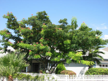 Arbore de matase / Albizia julibrissin / - Gradina Noastra