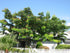 Arbore de matase / Albizia julibrissin / - Gradina Noastra