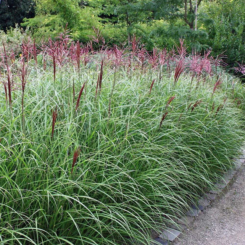 Iarba elefantului "Flamingo" /Miscanthus sinensis Flamingo/