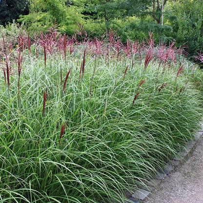 Iarba elefantului "Flamingo" /Miscanthus sinensis Flamingo/