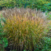 Iarba elefantului "Ferner Osten" / Miscanthus sinensis "Ferner Osten"/ - Gradina Noastra