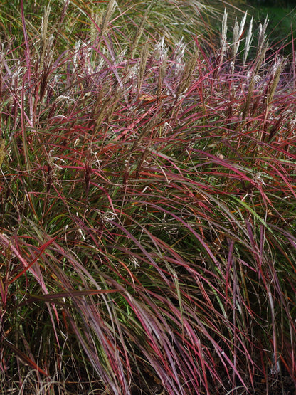 Iarba elefantului "Red Chief" / Miscanthus sinensis "Red Chief" /