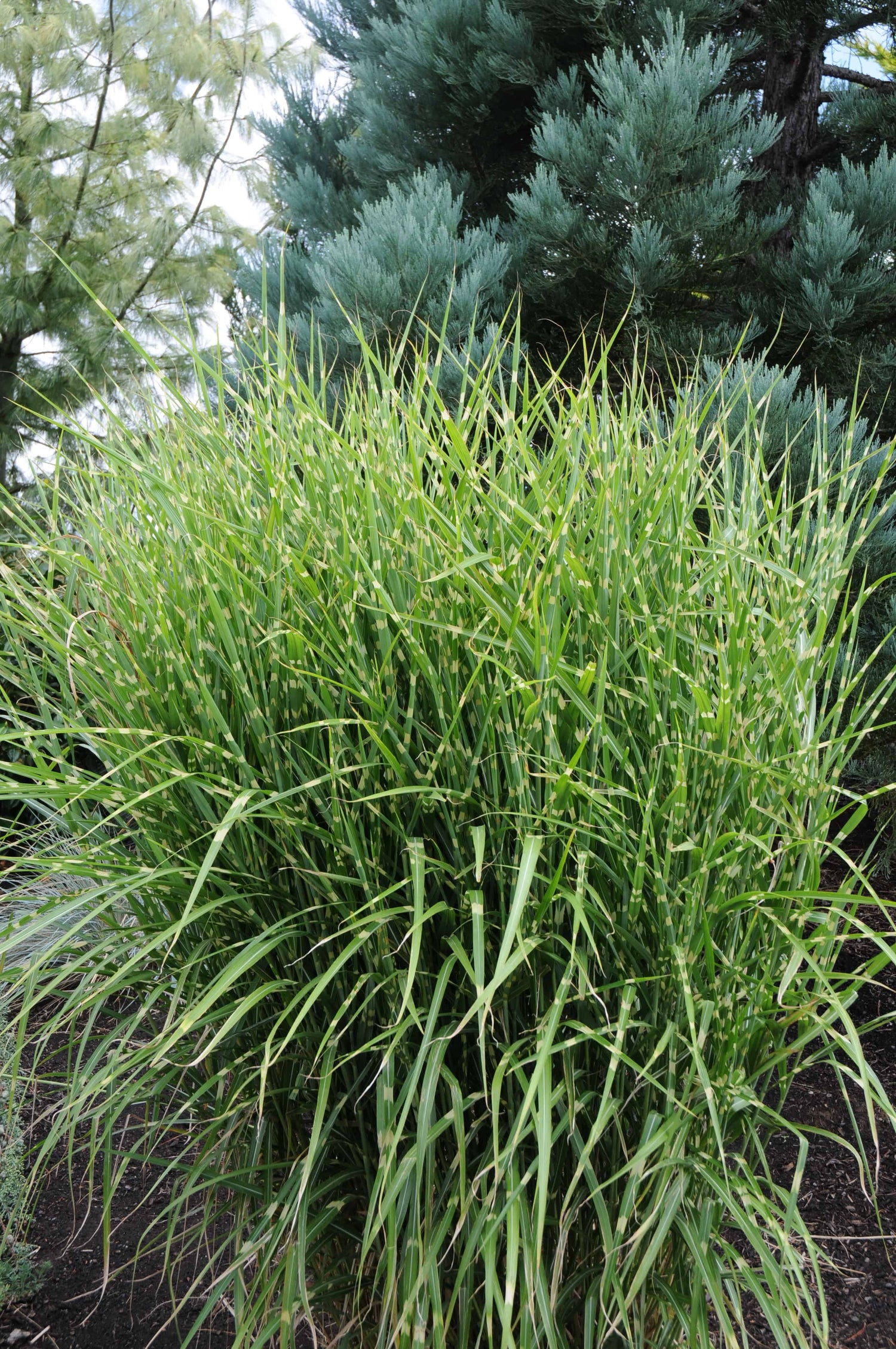 Iarba elefantului "Strictus" / Miscanthus sinensis "Strictus" /