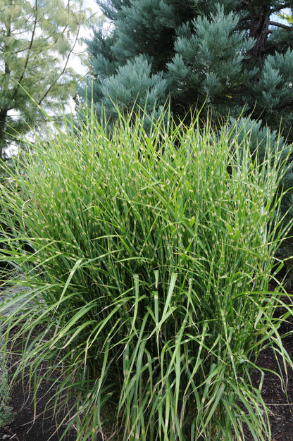 Iarba elefantului "Strictus" / Miscanthus sinensis "Strictus" /