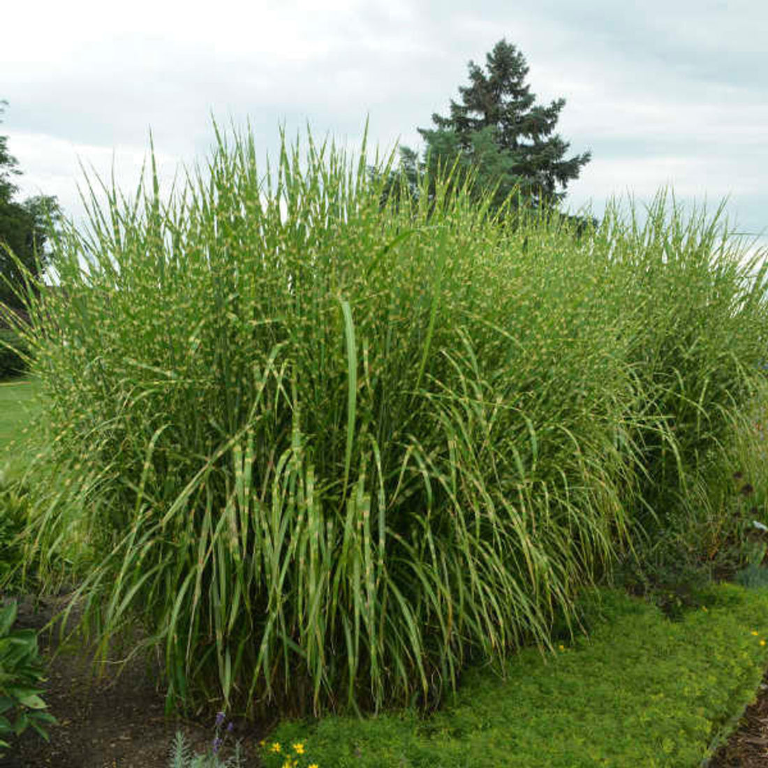 Iarba elefantului &quot;Strictus&quot; 0.20 - 0.30 m / Miscanthus sinensis &quot;Strictus&quot; /