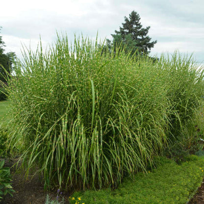 Iarba elefantului &quot;Strictus&quot; 0.20 - 0.30 m / Miscanthus sinensis &quot;Strictus&quot; /