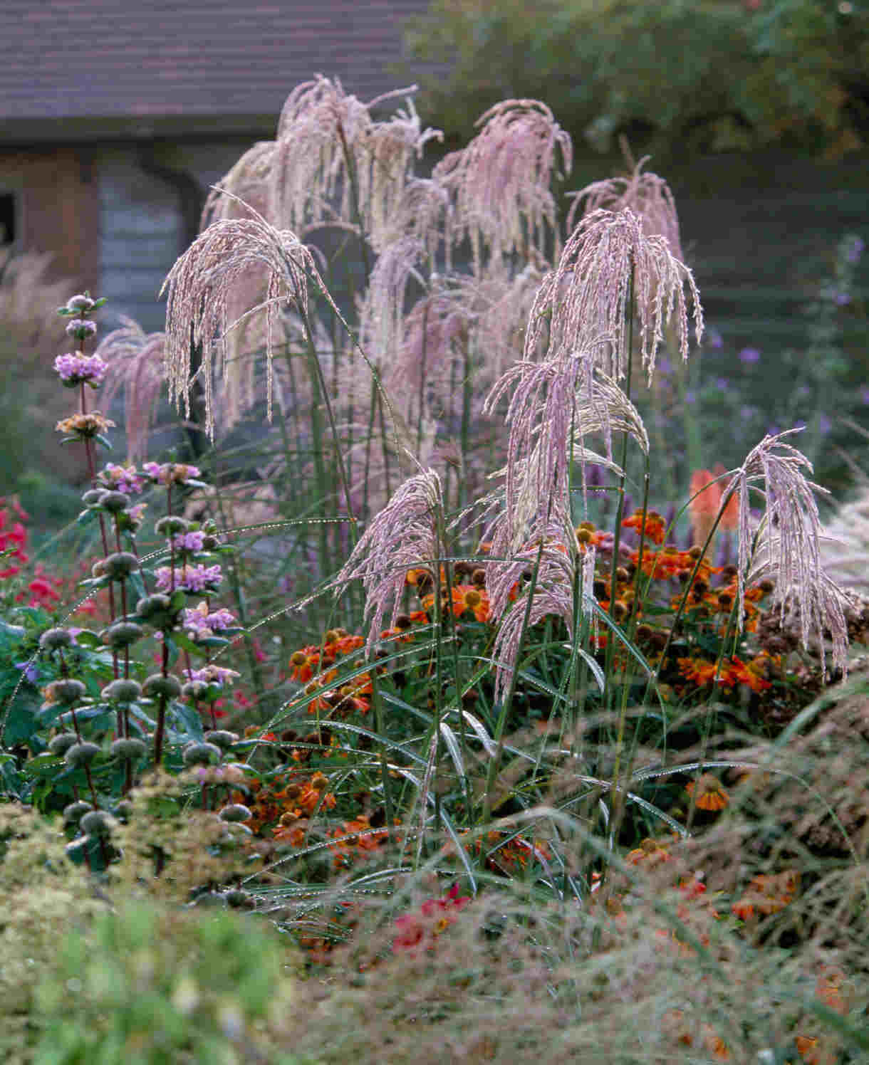 Iarba elefantului "Flamingo" /Miscanthus sinensis Flamingo/