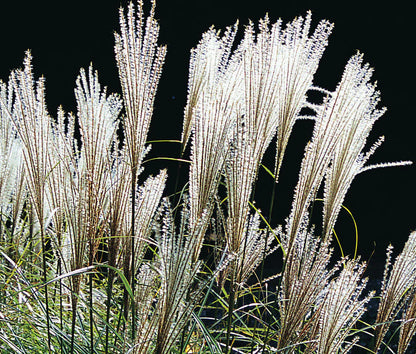 Iarba elefantului &quot;Kleine Fontaine&quot; 0.20 - 0.30 m / Miscanthus sinensis &quot;Kleine Fontaine&quot; /