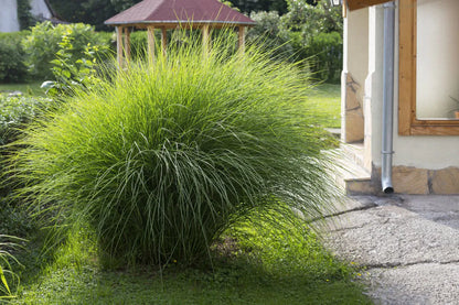 Iarba elefantului "Punktchen" / Miscanthus sinensis "Punktchen" /