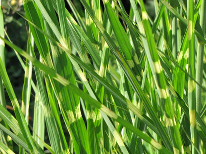 Iarba elefantului "Punktchen" / Miscanthus sinensis "Punktchen" /