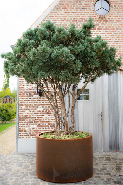 Pin de padure multitulpinal / Pinus Sylvestris /