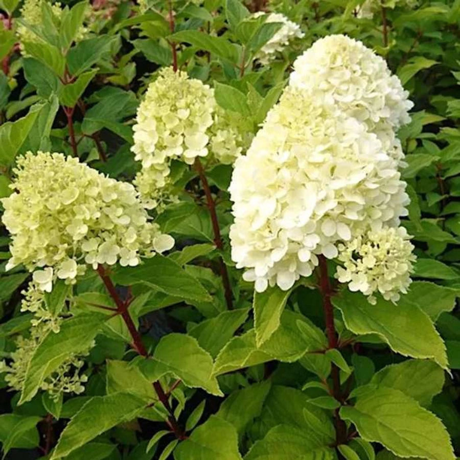 Hydrangea &quot;Maman Rose&quot; 0.50 - 0.70 m / Hydrangea macr. &quot;Mother Rose&quot;/