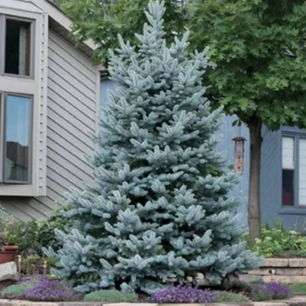 Molid argintiu "Super Blue" 0.50 - 0.60 m / Picea pungens picea "Super Blue"/ by gradina-noastra