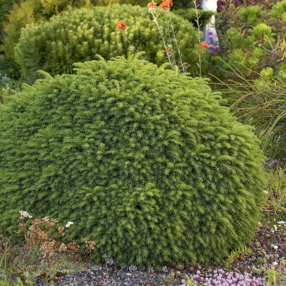 Molid "Little Gem " / Picea abies &