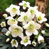 Spanz "Praecox" / Helleborus niger "Praecox"/ - Gradina Noastra