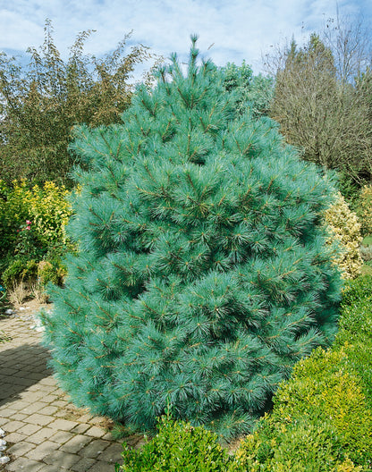 Pin strob / Pinus strobus /