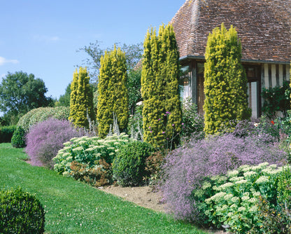 Tisa aurie columnara / Taxus baccata "Fastigiata Aurea" /
