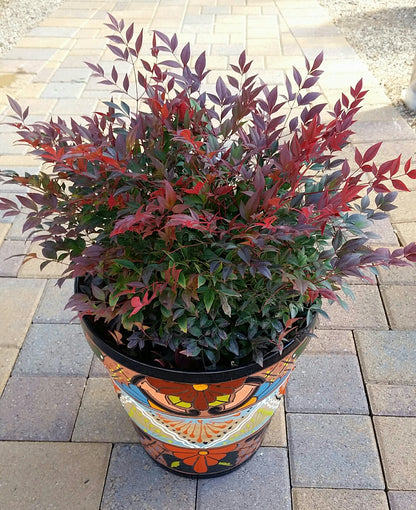 Bambus sfant " Gulf Stream" / Nandina domestica "Gulf Stream"/ - Gradina Noastra