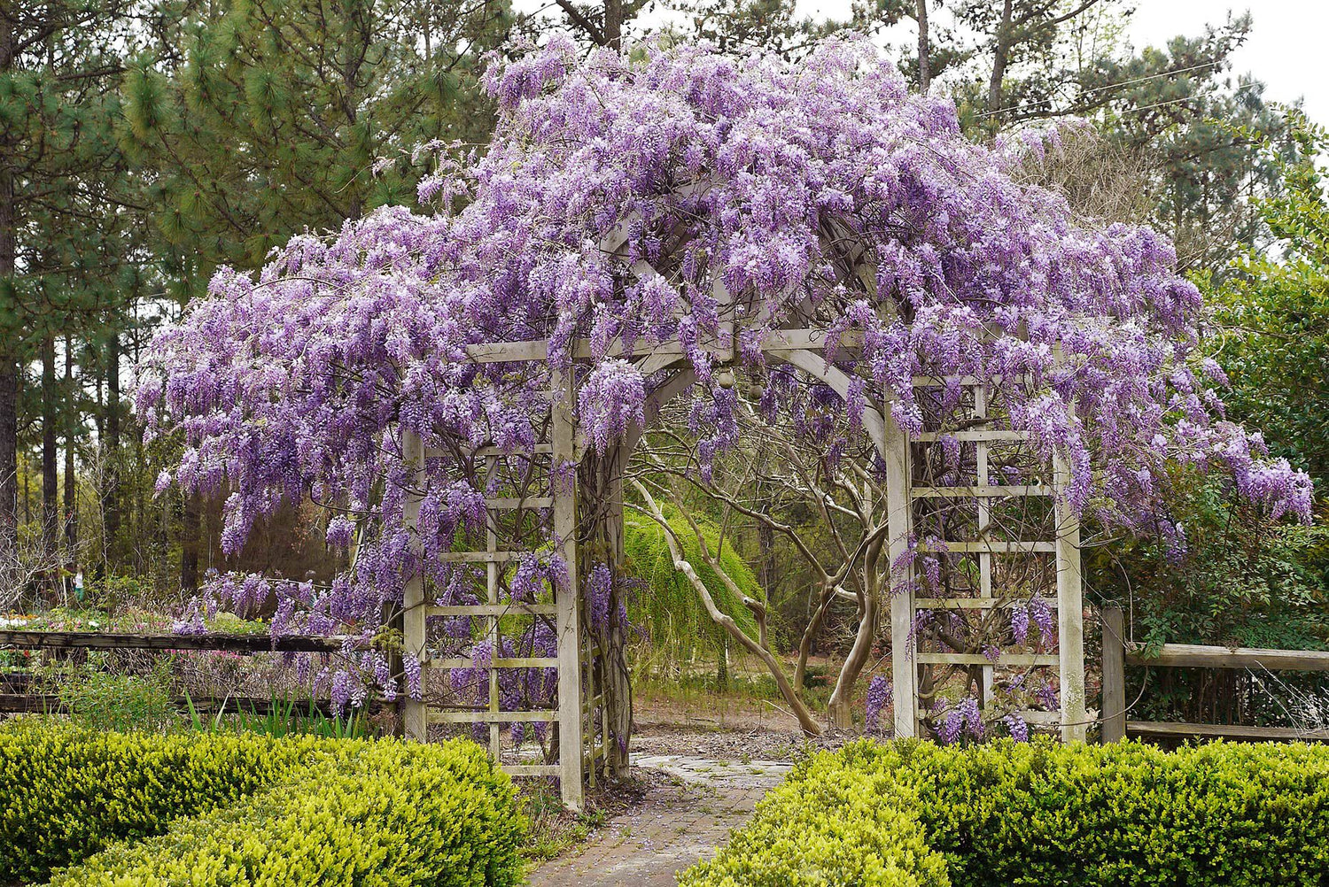 Glicina chinezească arbore / Wisteria chinensis "Prolific" /