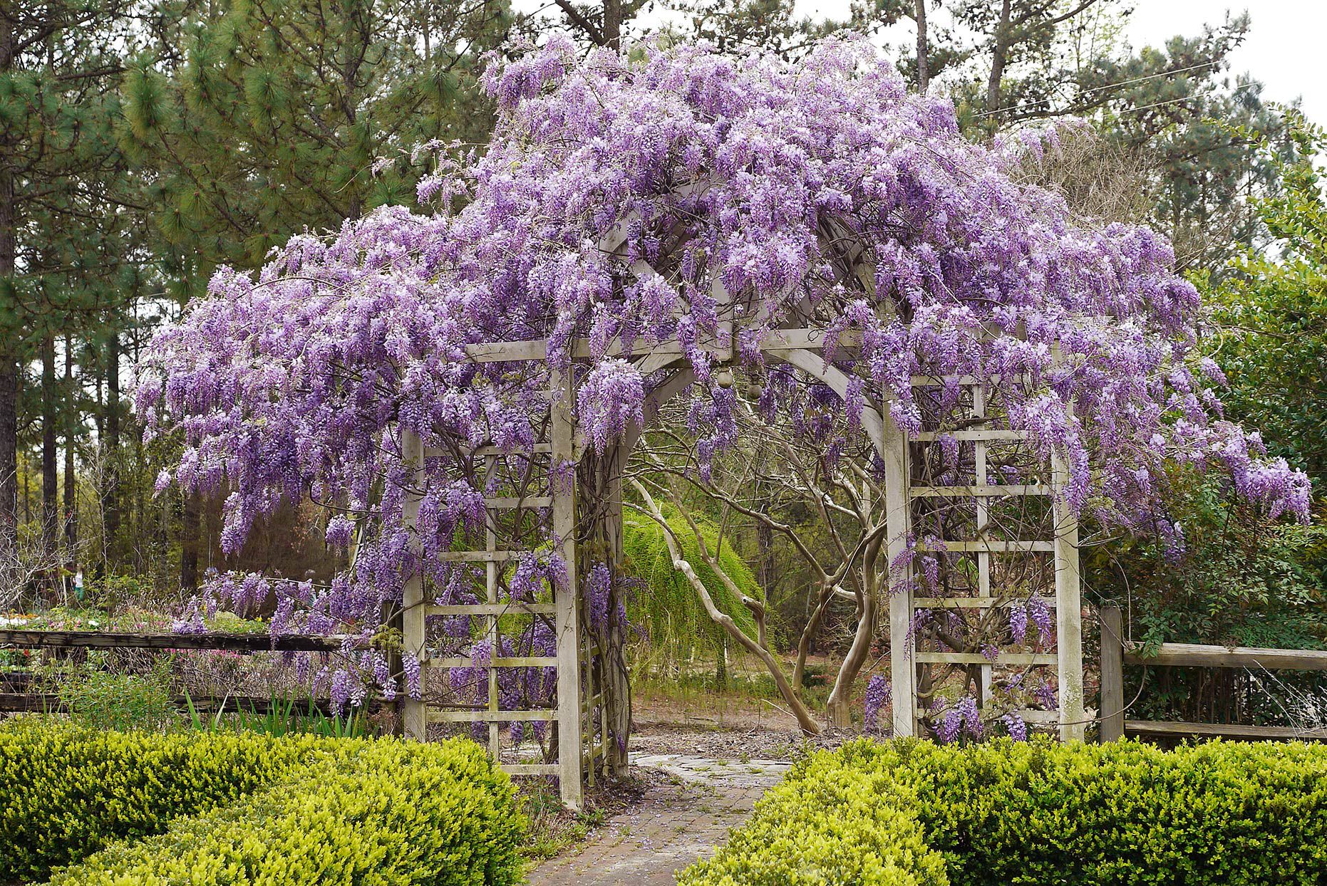 Glicina chinezească arbore / Wisteria chinensis "Prolific" /