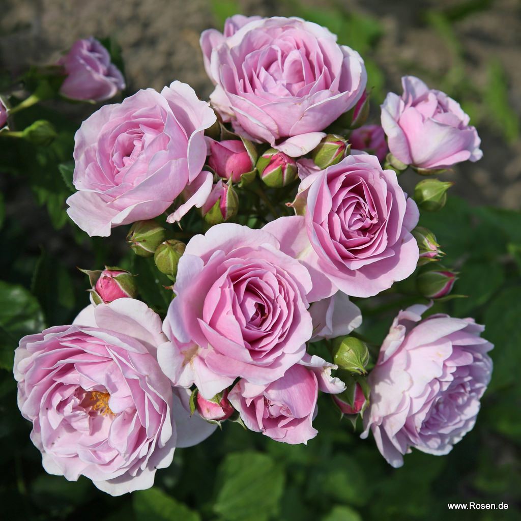 Trandafir pe picior "Nautica" / Rosa "Nautica"/