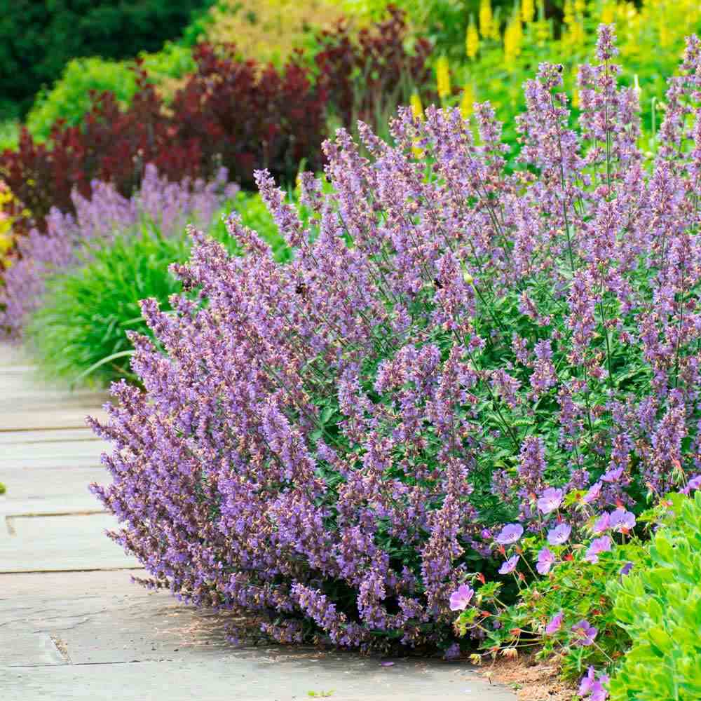 Nepeta kubanica "Neptune" (Copy)