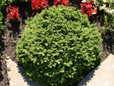 Molid "Little Gem " / Picea abies &