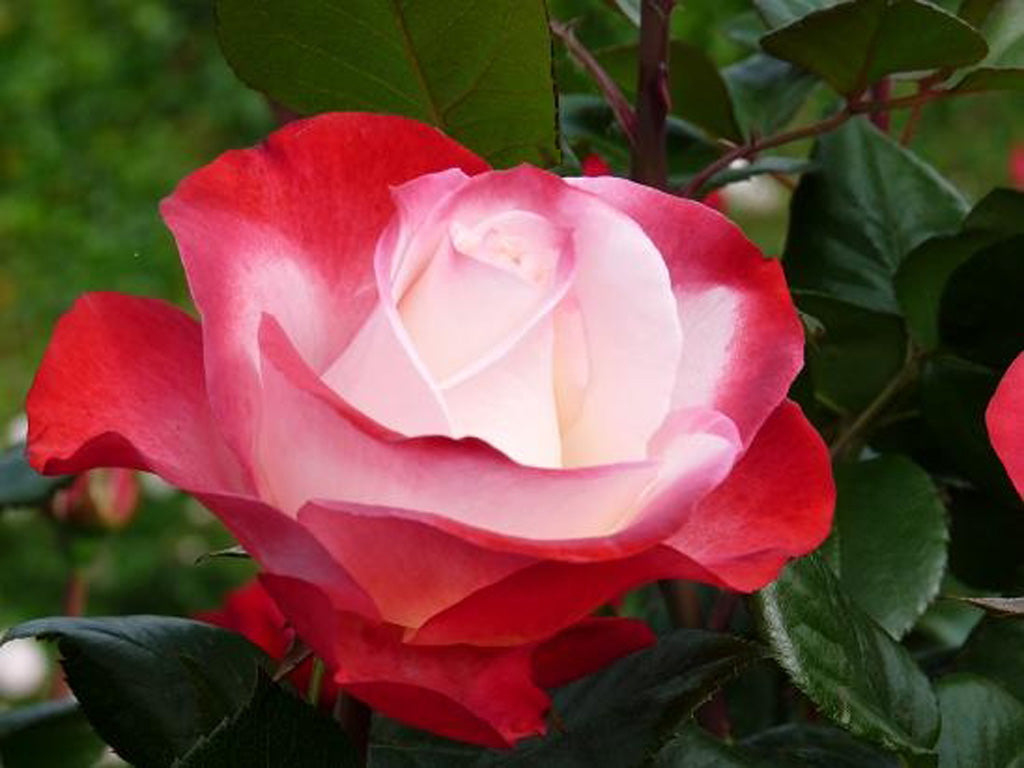 Trandafir teahibrid "Nostalgie" – / Rosa HT "Nostalgie"/