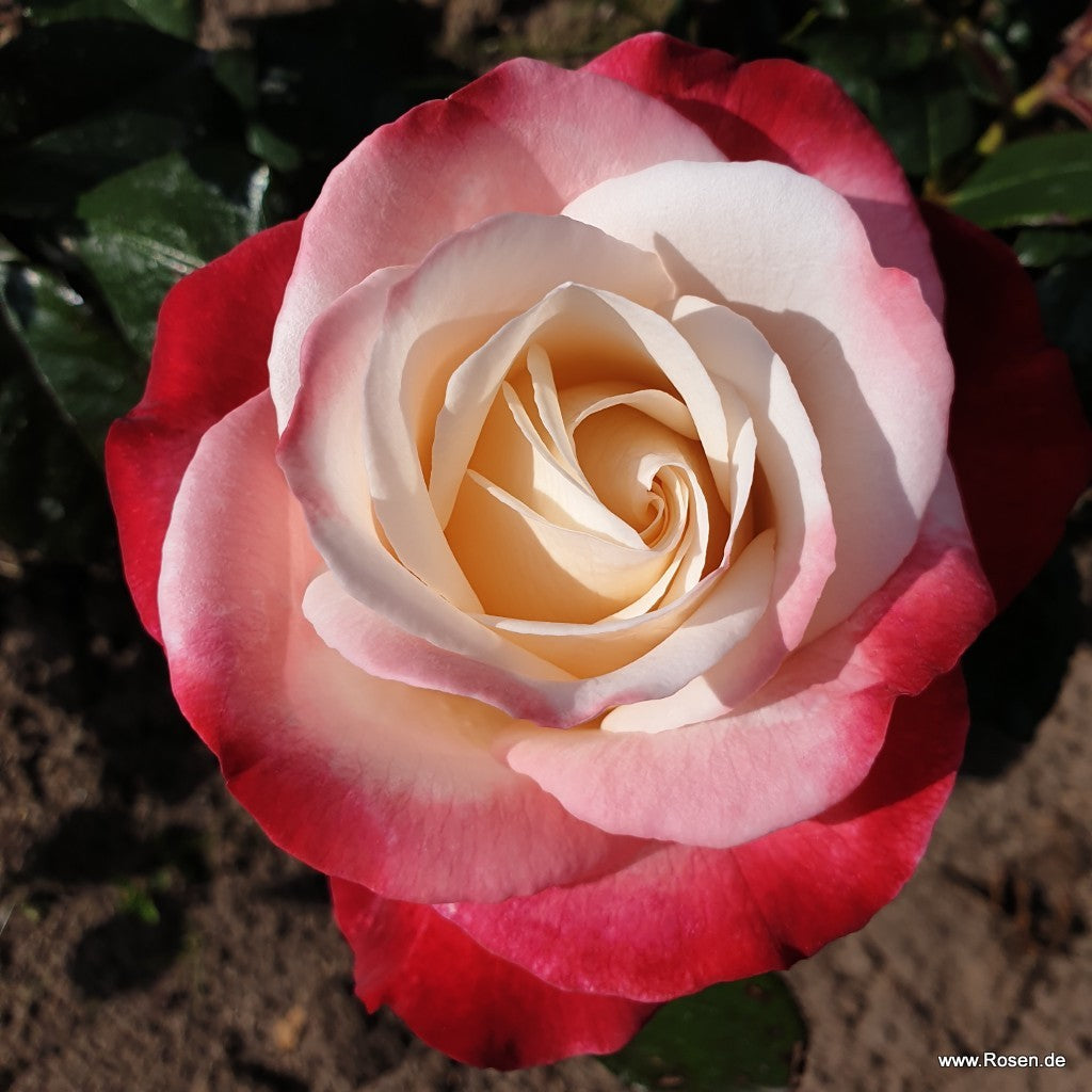 Trandafir pe picior "Nostalgie" / Rosa "Nostalgie"/