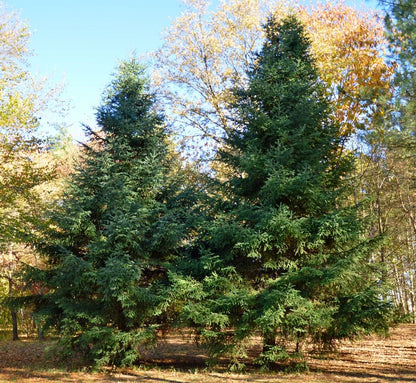 Brad Algerian / Abies numidica / - Gradina Noastra