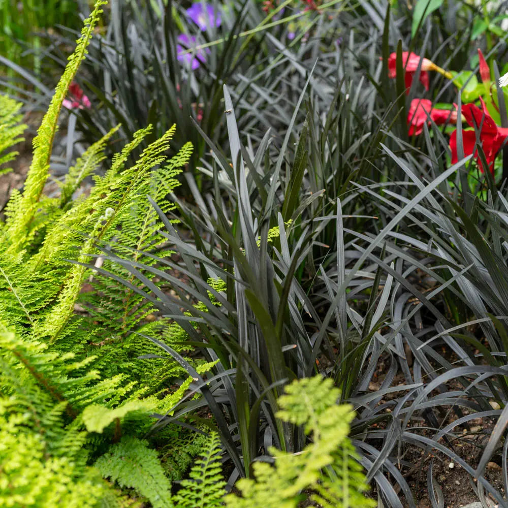 Ophiopogon planiscapus &