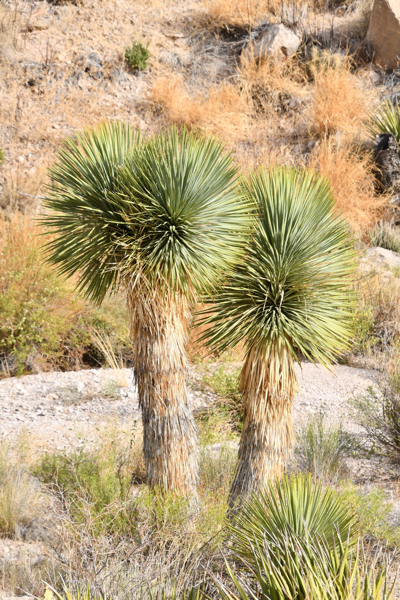Yucca rostrata / Yucca rostrata/
