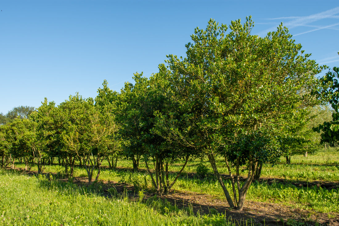 Ilex fals Multitulpinal  / Osmanthus heterophyllus