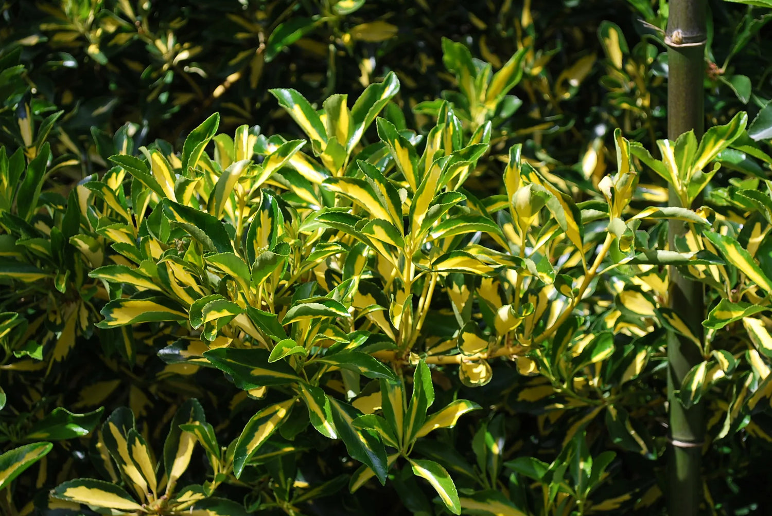 Salba japoneza „Aureopictus” / Euonymus japonicus "Aureopictus"/