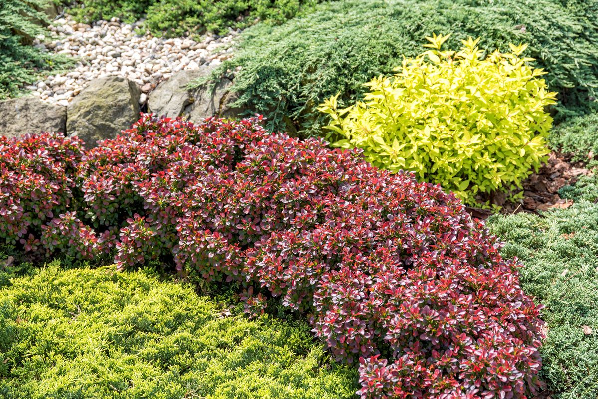 Dracila "Bagatelle" / Berberis thunbergii "Bagatelle" / - Gradina Noastra