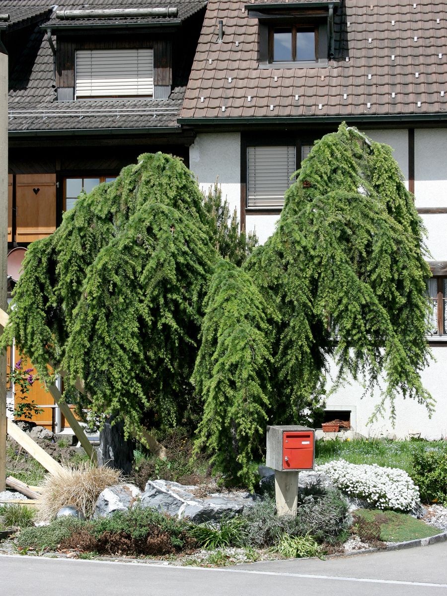 Cedru de Himalaya pendul pomisor / Cedrus deodara "Pendula" /