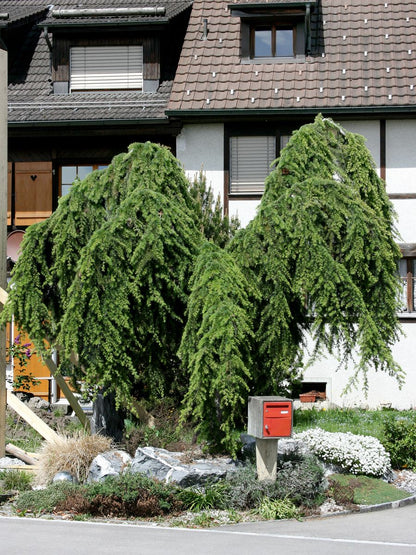 Cedru de Himalaya pendul pomisor / Cedrus deodara "Pendula" /