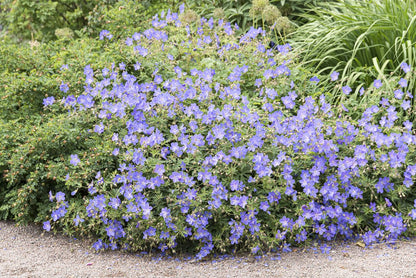 Geranium "Brookside"