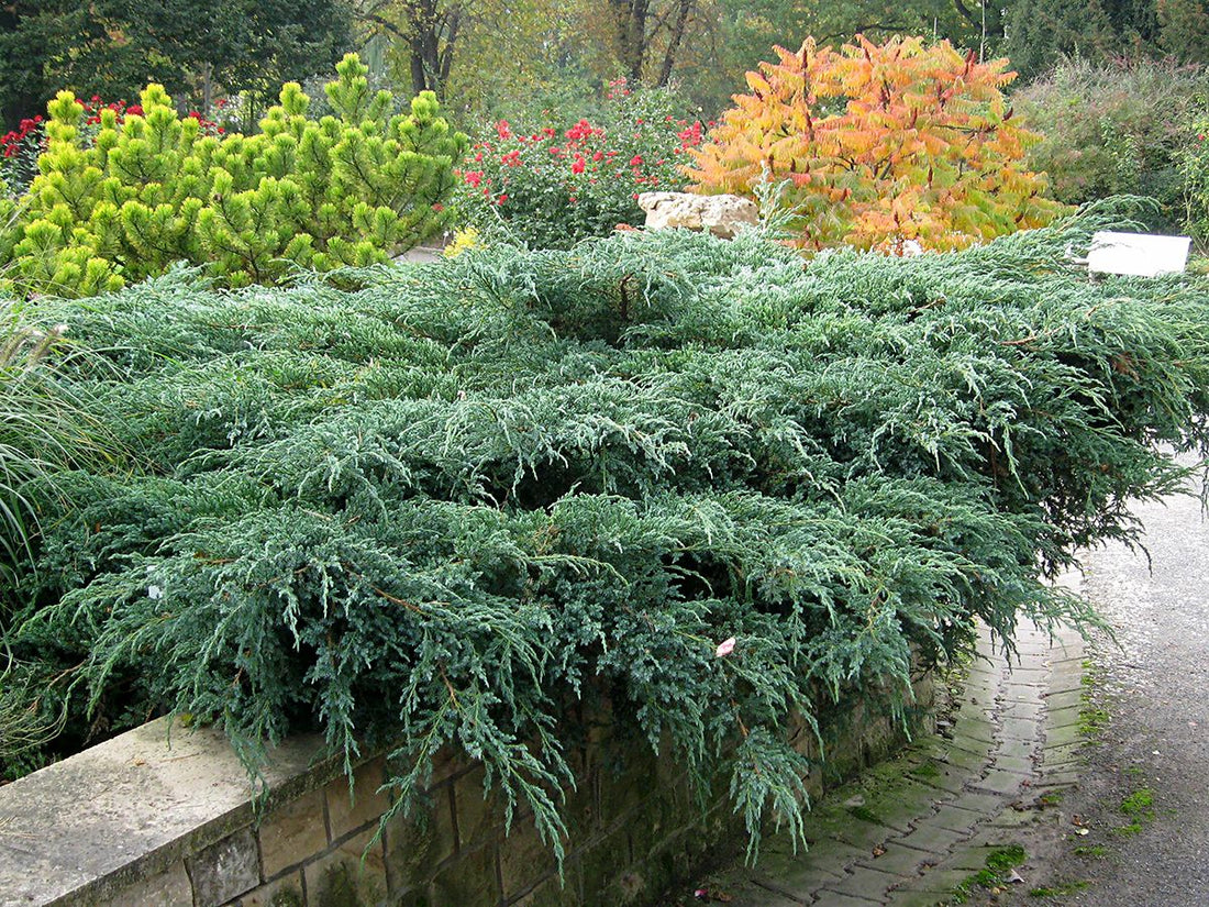 Ienupar &quot;Blue Carpet&quot; (Juniperus squamata &quot;Blue Carpet&quot;) aduce eleganță și frumusețe grădinii tale.