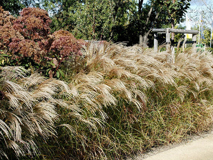 Iarba elefantului "Flamingo" /Miscanthus sinensis Flamingo/