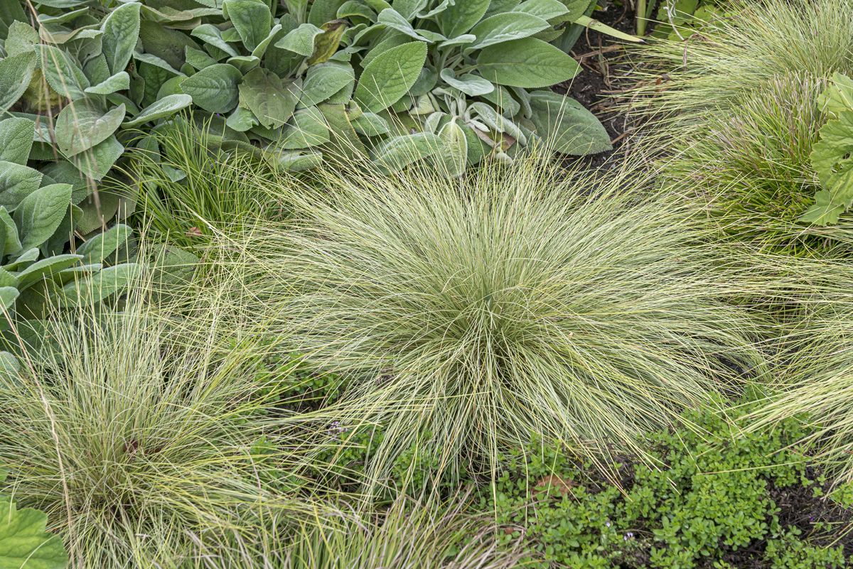 Carex morrowii "Frosted Curls"