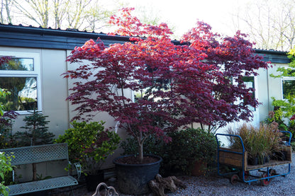 Artar japonez "Bloodgood" 1.00 - 1.30 m / Acer palmatum "Bloodgood" /
