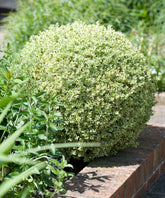 Buxus auriu / Buxus sempervirens „Elegans”/ - Gradina Noastra
