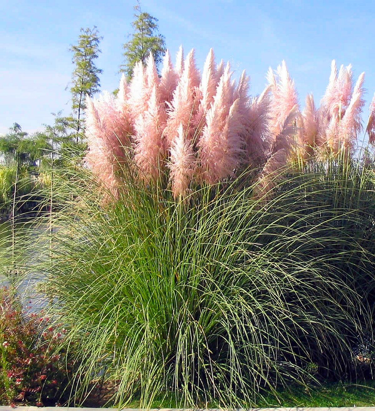 Iarba de pampas roz „Pink Feather ” /Cortaderia sellona „Pink Feather”/