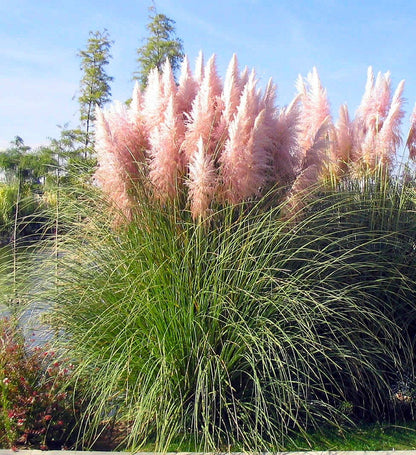 Iarba de pampas roz „Pink Feather ” /Cortaderia sellona „Pink Feather”/