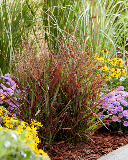 Panicum virgatum "Hot Rod" - Gradina Noastra