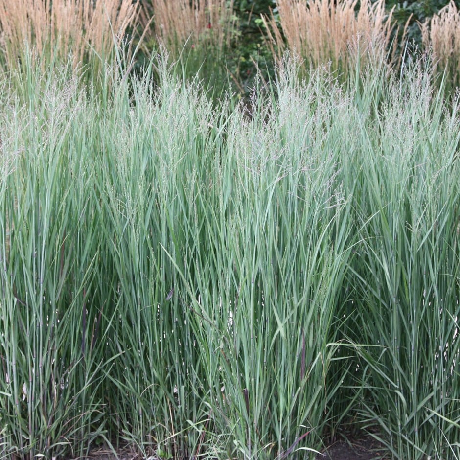 Panicum virgatum &quot;Heavy Metal&quot; 0.20 - 0.30 m