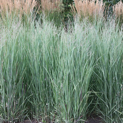 Panicum virgatum &quot;Heavy Metal&quot; 0.20 - 0.30 m