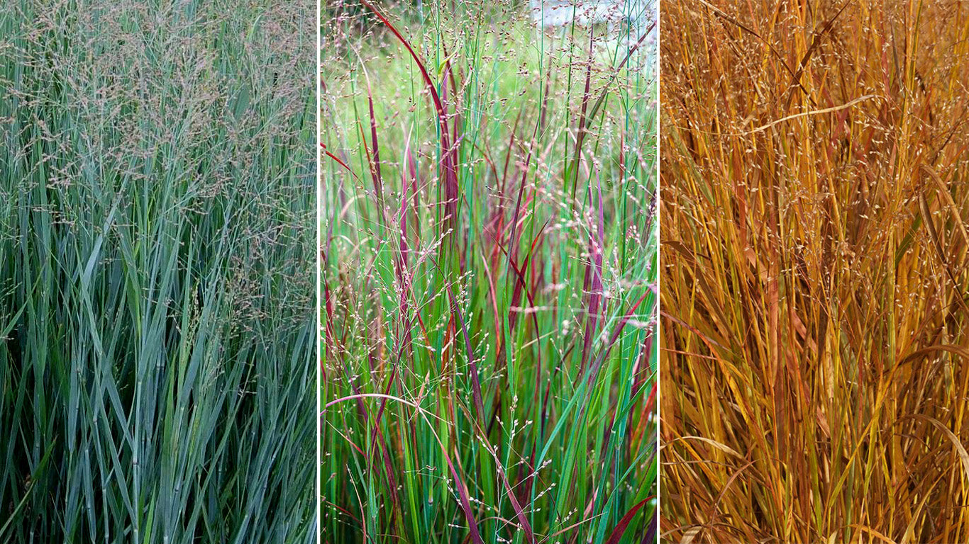 Panicum virgatum "Heavy Metal" - Gradina Noastra